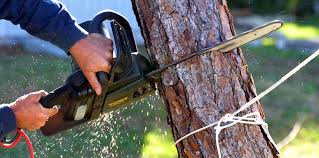 Reliable Sleepy Hollow, IL Tree Removal and Landscaping Services Solutions